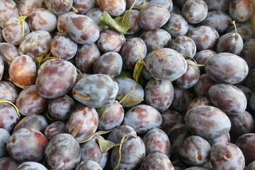 Authentic organic plums, close up.