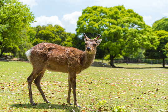 奈良の鹿 の画像 17 632 件の Stock 写真 ベクターおよびビデオ Adobe Stock