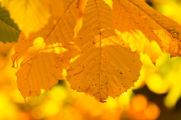 yellow chestnut leaves in the fall