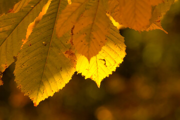 yellow chestnut leaves in the fall