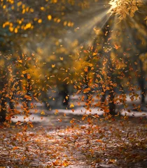 Foto op Plexiglas yellow fallen leaves fly in the autumn park. Idyllic scene in the afternoon in an empty park © nndanko