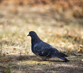 black pigeon sits on the ground near a pile of millet