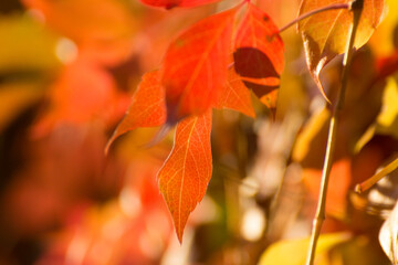 colorful yellow, red and orange autumn ivy leaves