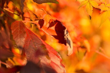 colorful yellow, red and orange autumn ivy leaves