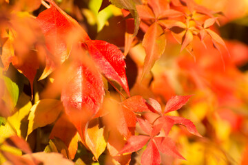 colorful yellow, red and orange autumn ivy leaves