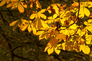yellow chestnut leaves in the fall