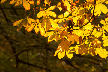 yellow chestnut leaves in the fall