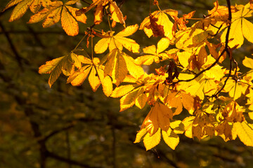 yellow chestnut leaves in the fall