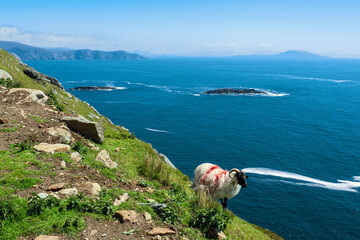 Irish sheep grazing grass on a steep hill. Beautiful landscape scenery with blue sky and ocean in...