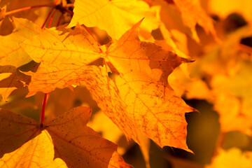 Naklejka na ściany i meble yellow-red maple leaves in the autumn