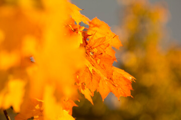 yellow-red maple leaves in the autumn