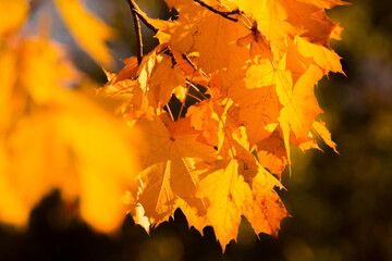 yellow-red maple leaves in the autumn