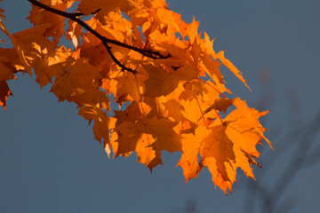 yellow-red maple leaves in the autumn