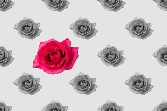 Beautiful floral pattern in black and white with fresh colored pink rose
