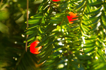 red fruits of pacific yew among green leaves