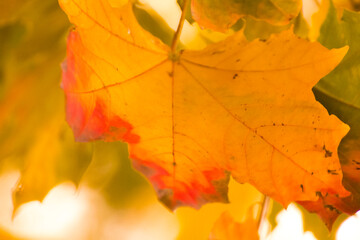 yellow-red maple leaves in the autumn