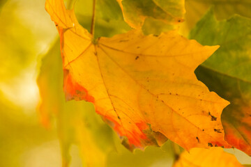 Naklejka na ściany i meble yellow-red maple leaves in the autumn