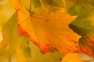 yellow-red maple leaves in the autumn