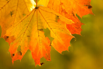 yellow-red maple leaves in the autumn