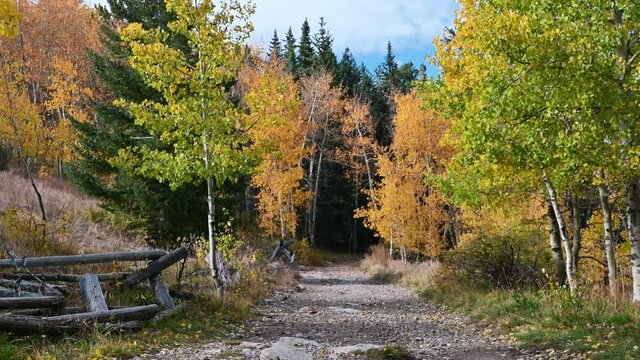 Autumn foliage blows across gravel fence lined road as season changes drawing tourists to leaf peep climate change environmental factors speeding up.