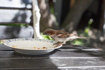A sparrow eating crumbs from a plate.