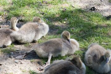 Goslings sleeping on a green grass in a sunny day.