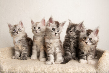 Group of five baby kitten of maine coon cat