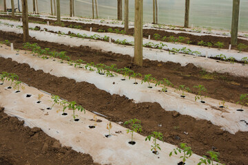 Fototapeta na wymiar cultivo de plantines de tomate en invernadero 