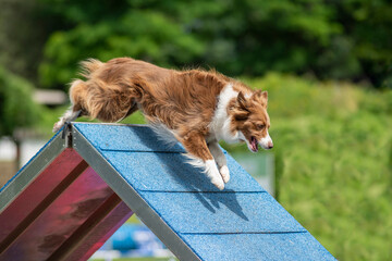 border collie en agility