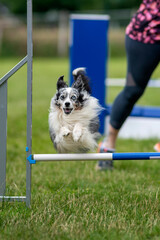 berger des shetland en agility