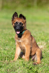 chiot berger belge malinois