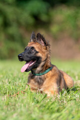 chiot berger belge malinois