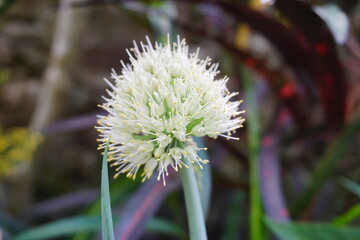 Spring onion flower with a natural background. Indonesian call it bawang prei or daun bawang