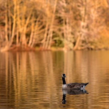 bernache du canada au soleil couchant d'automne