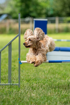 coker spaniel en agility