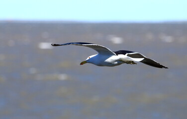 seagulls over the sea off the coast of the city of Bahia Blanca