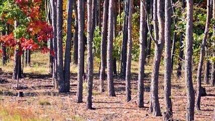 Fototapeta premium Beautiful autumn forest landscape Orange foliage and trees in the forest. 