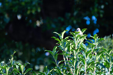 Tree sparrow on a tree