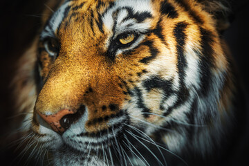 Close-up portrait of beautiful tiger head on dark background.