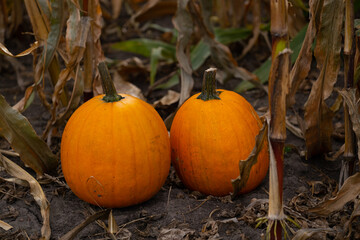 Giant pumpkins on blue sky, horizontal