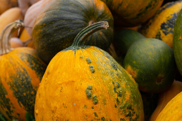 Autumn harvest of pumpkins of different shapes, colors and sizes