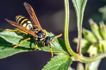 Bees fly into flowers for pollination. Macro shots.
