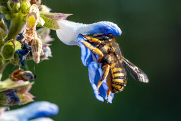 Bees fly into flowers for pollination. Macro shots.