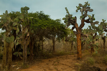 Fototapeta premium Vegetation on Santa Cruz Island, Galapagos Islands. Opuntia echios var. gigantea, Galápagos prickly pear.