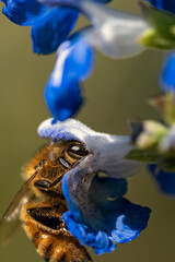 Bees fly into flowers for pollination. Macro shots.