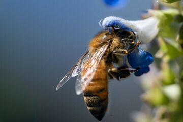Bees fly into flowers for pollination. Macro shots.