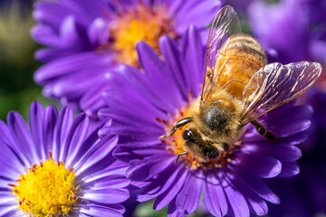 Bees fly into flowers for pollination. Macro shots.