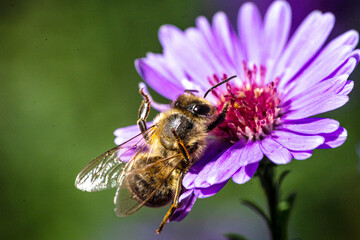 Bees fly into flowers for pollination. Macro shots.