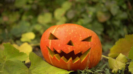 Halloween pumpkin lies on the ground in nature. Jack lantern lies on the ground at the holiday.
