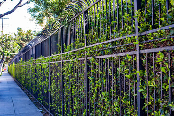 Green Bushes along a Fence Line in LA
